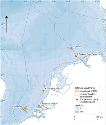 Performance of European oysters (Ostrea edulis L.) in the Dutch North Sea, across five restoration pilots